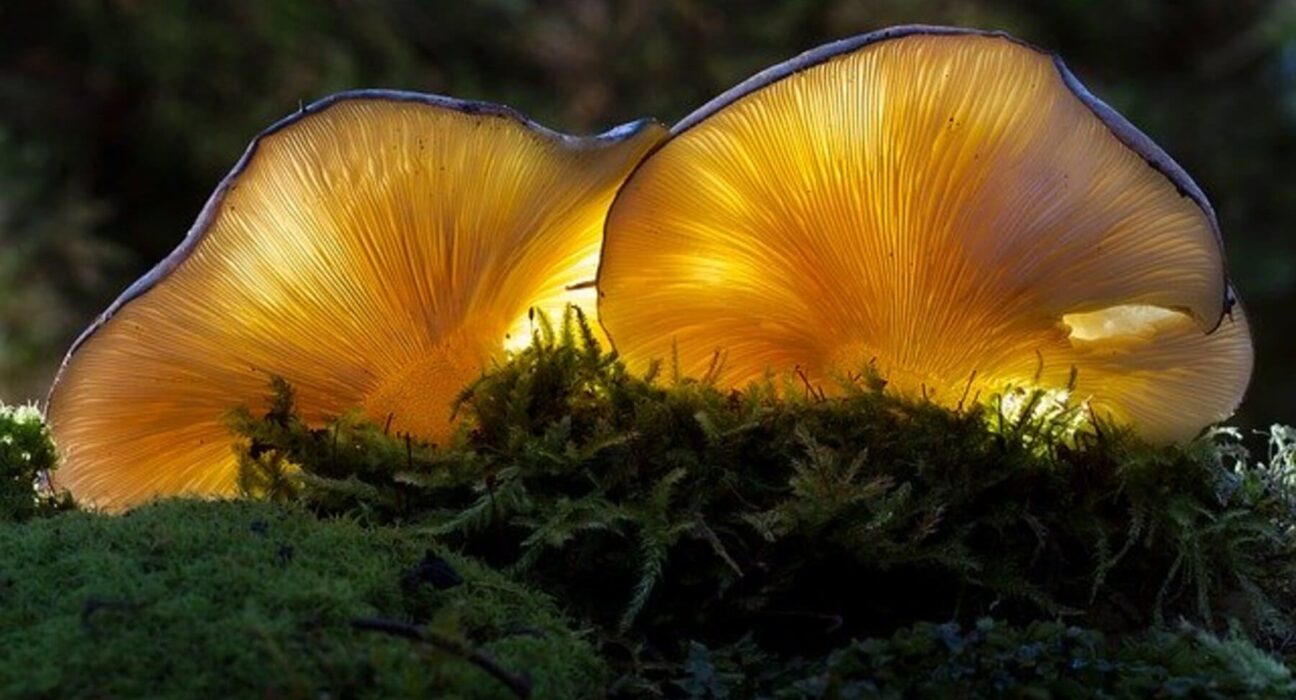 Mycelia Tech створює екологічну грибну шкіру як альтернативу натуральній