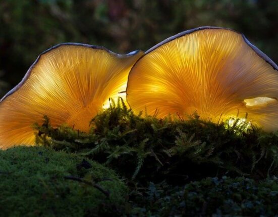Mycelia Tech створює екологічну грибну шкіру як альтернативу натуральній
