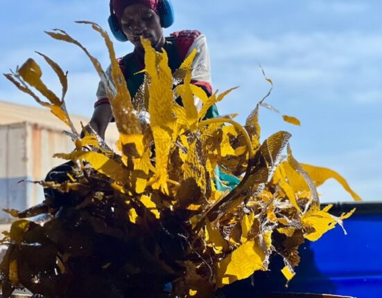 Розширення Kelp Blue за підтримки De Beers допоможе збільшити його поля водоростей / Kelp Blue